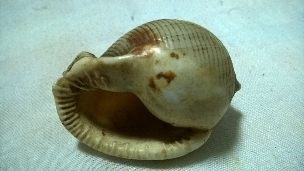 Búzio castanho redondo NOVO