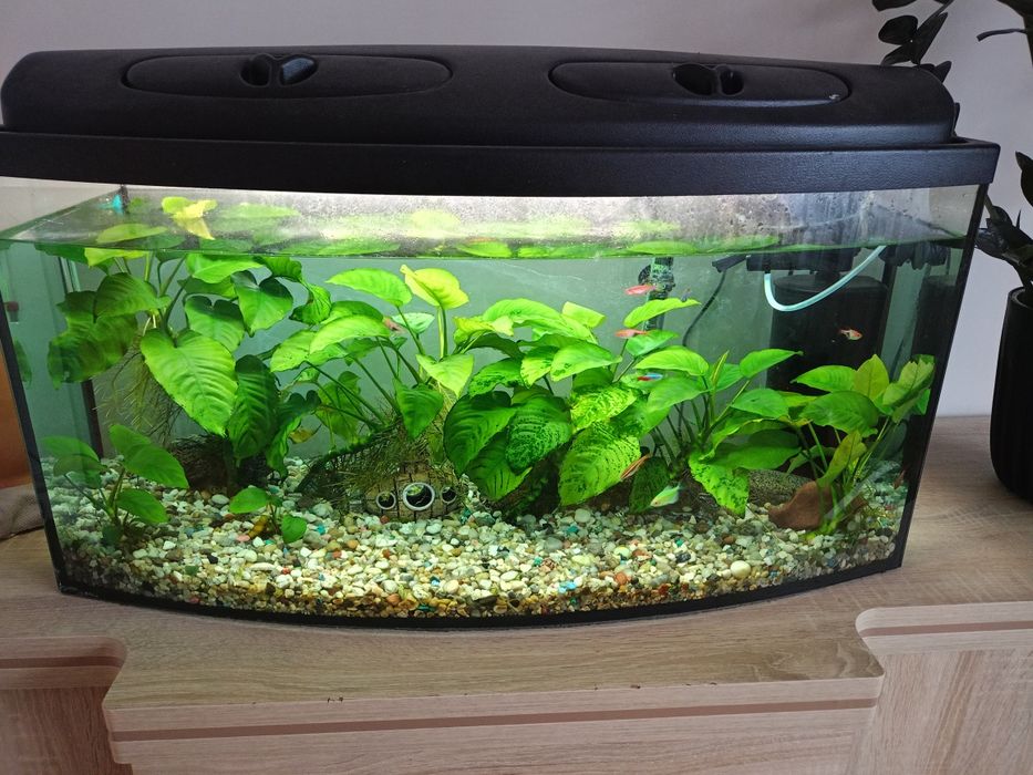 Sprzedam kompletne akwarium 120l