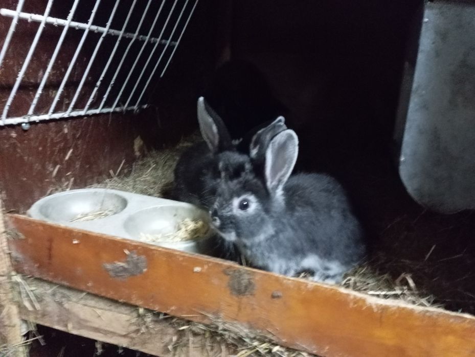 Sprzedam młode króliki