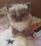 Ragdoll Mink kotka