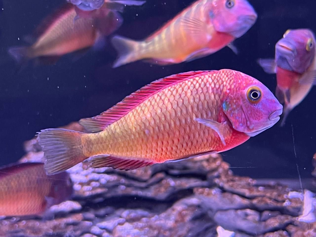 Tropheus Ilangis f1, ciclideos africanos, lago tanganyika