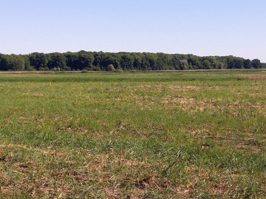 Продам участок 10 Га, поряд ліс, річка, с. Світильня