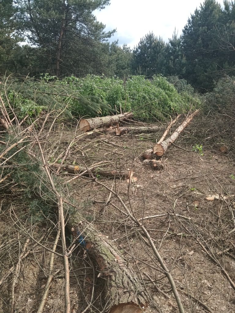 Drewno kominkowe mokre i sezonowane