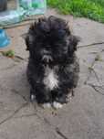 Szczeniak Shih Tzu