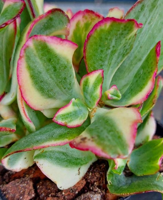 Крассула овата. Денежное дерево. Crassula.