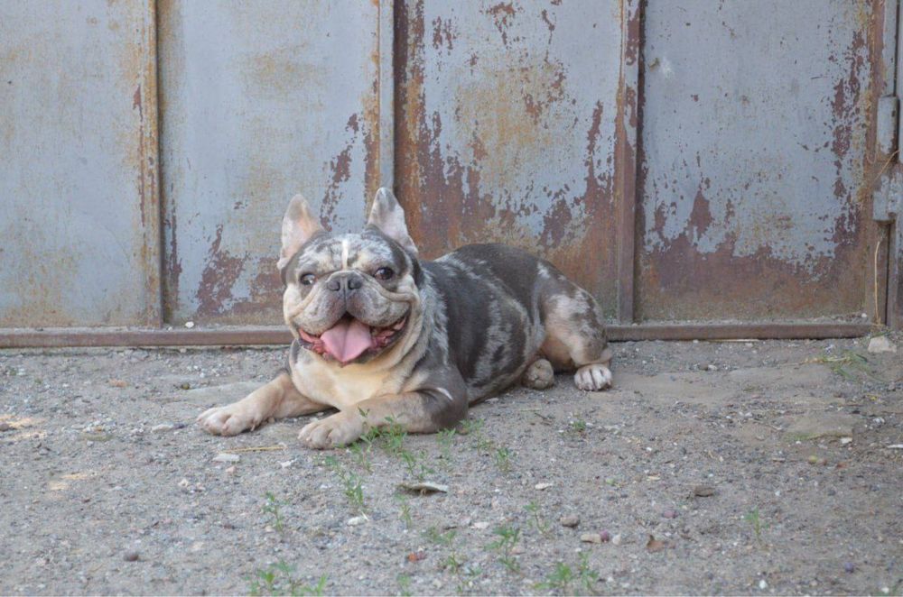 Французский бульдог.Вязка.Голубой мерле тан