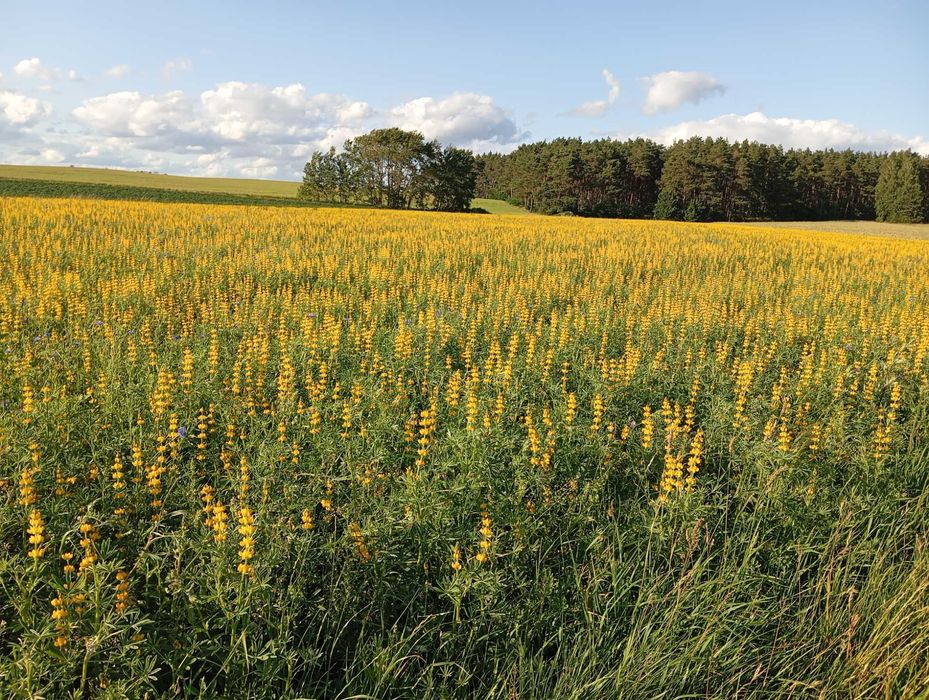 Łubin żółty zbiór 2025