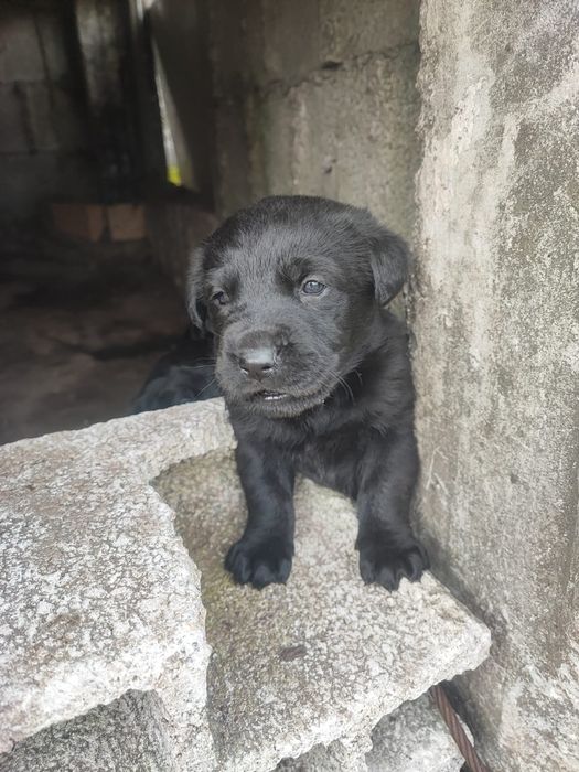 Cadelas bebé para doar