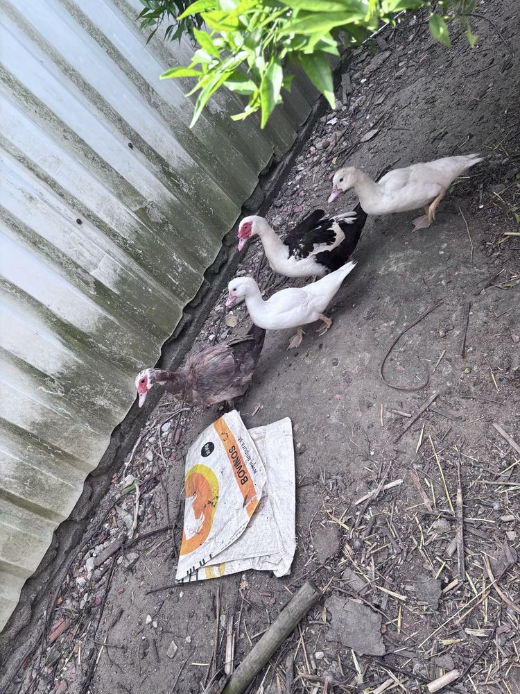 Patos  e patinhos