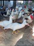Troco patos por galinhas