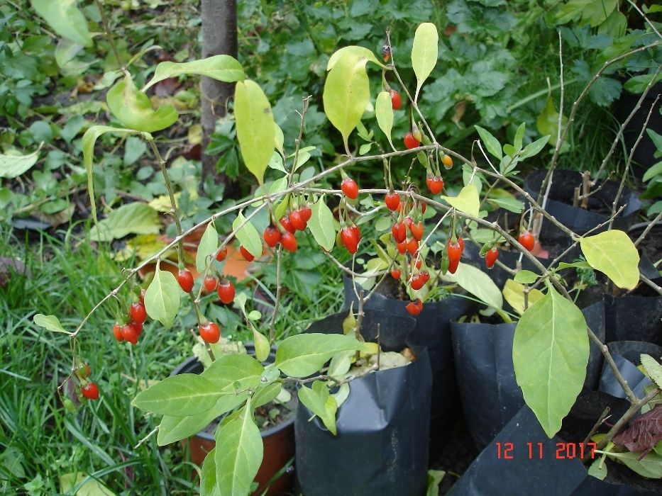 Растение Годжи Sweet-Mini (саженцы)(Саджанці годжі)