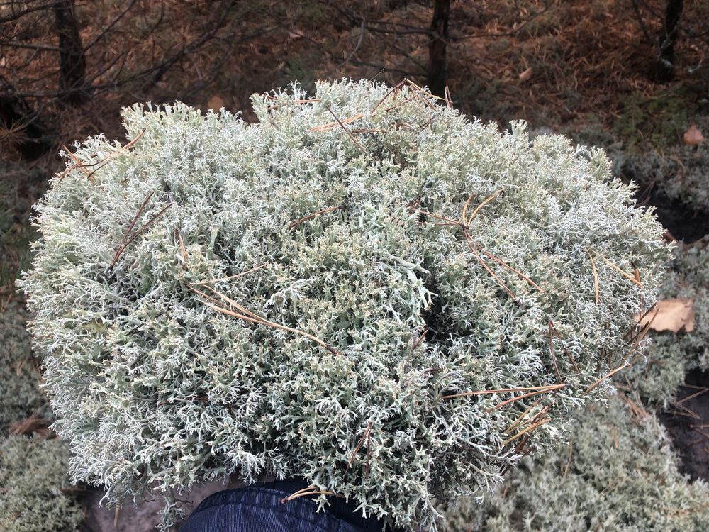 Живий лісовий мох. Ціна за пакет