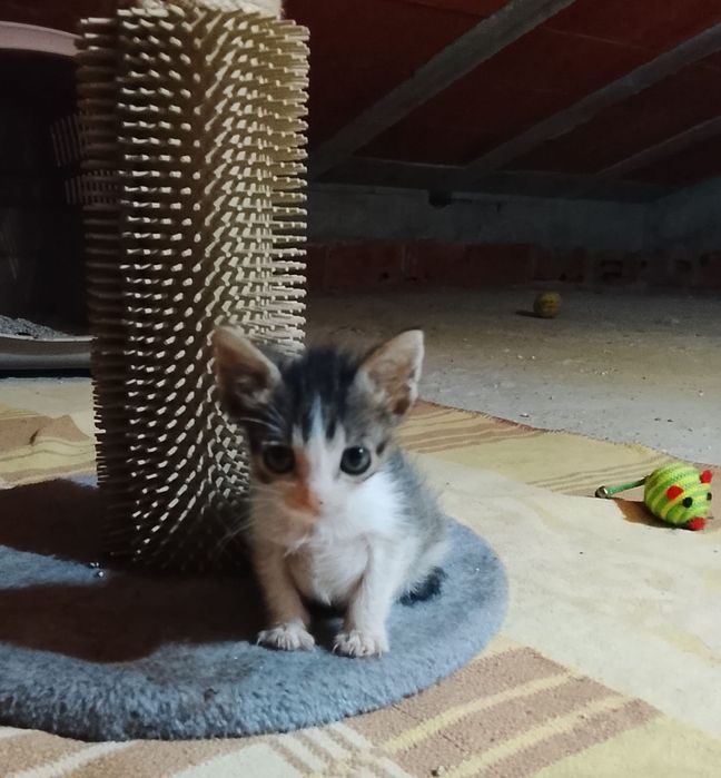 Gatinha para adoção