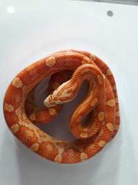 wąż zbożowy - samica ultramel motley het. scaleless