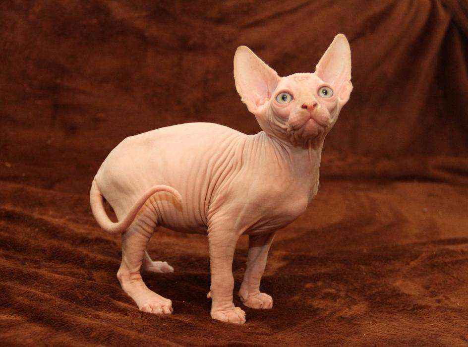 Голубоглазые котята