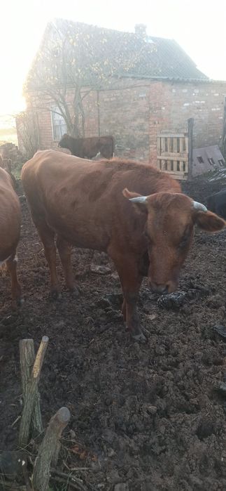 Продам тёлок живым весом на корову