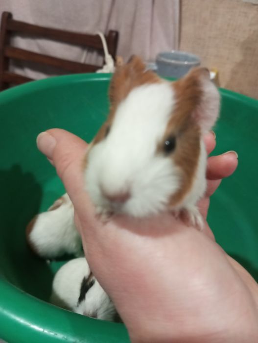 Продам морских свинок