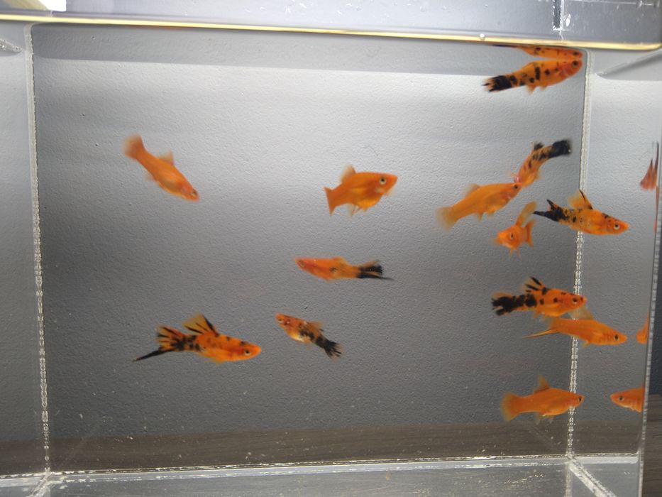 Молінезія жовта і мечоносці