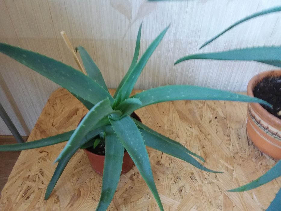 Алое  - вера, в ассортименте