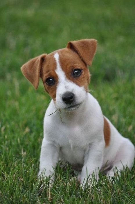 Jack russel menina