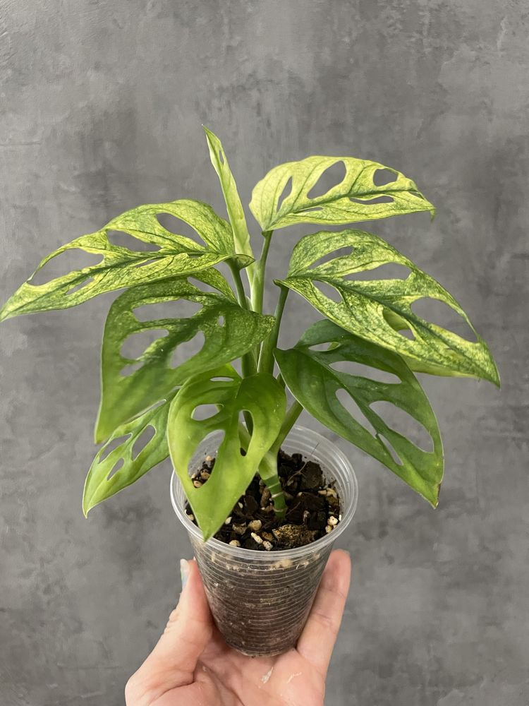 Monstera Adansonii Archipelago Variegated