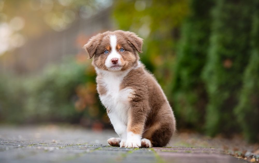 Owczarek australijski (typ amerykański) - Piesek Red Tri