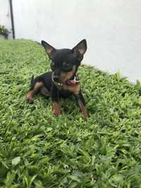 Pinscher Miniatura