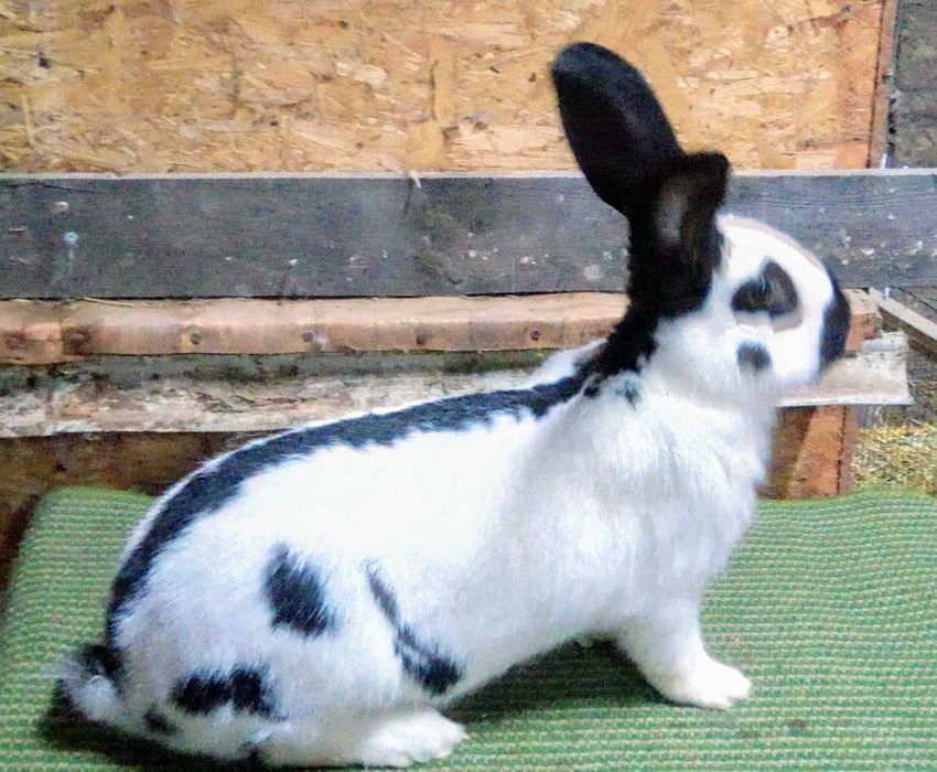 Srokacz niemiecki (samiec)