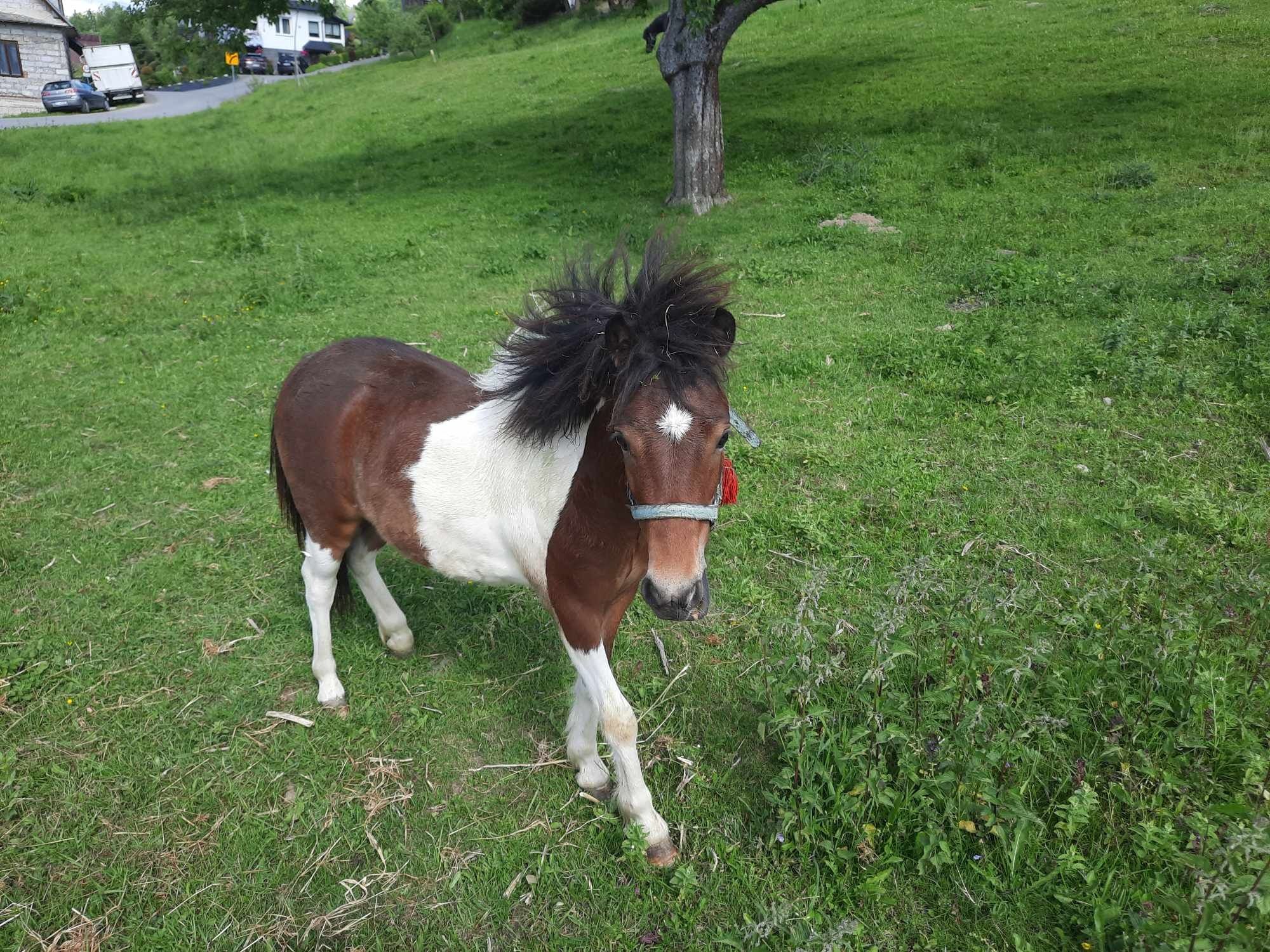 Kucyk ogierek sprzedam