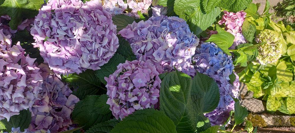 Вейгела хости бересклети гортензії астильби гейхери