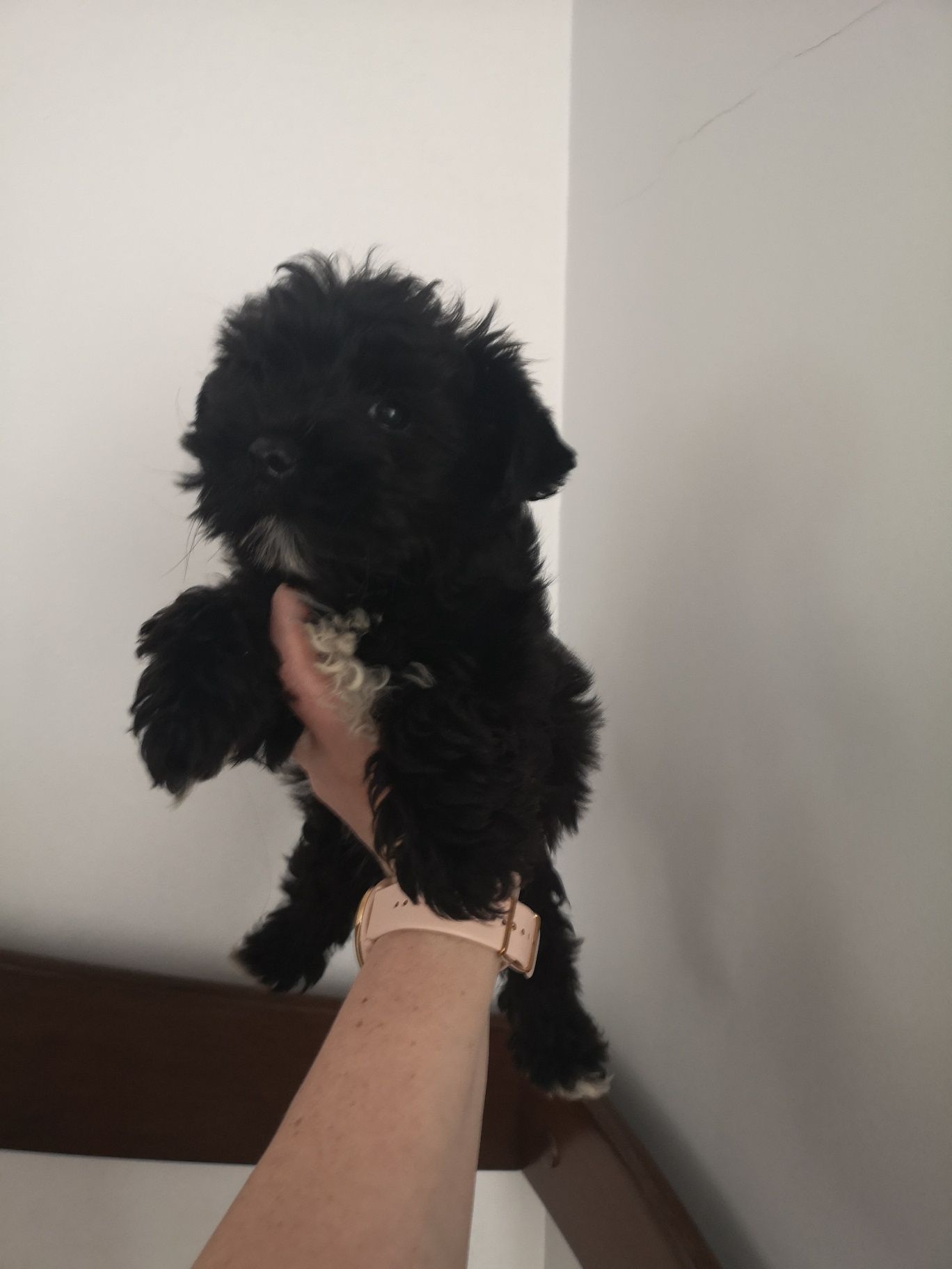 Yorkshire terrier BLACK czarny PIESEK  york Biewier