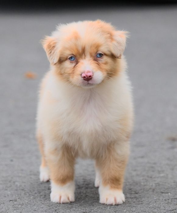 Suczka red merle owczarek australijski ZKwP/FCI