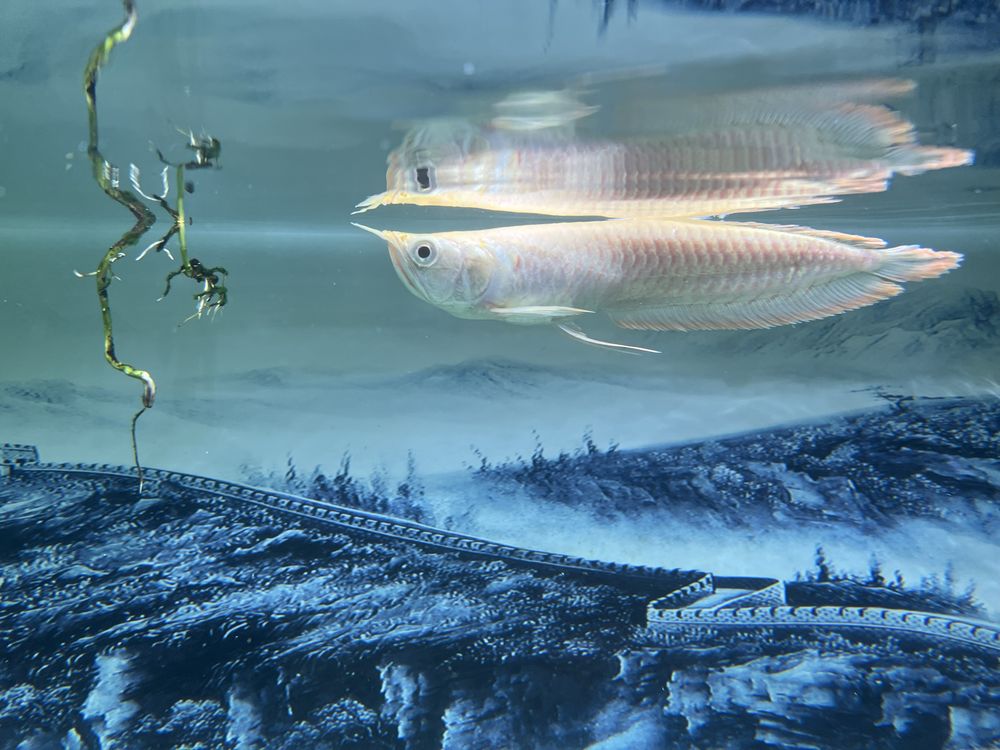 Arowana albino 20cm+
