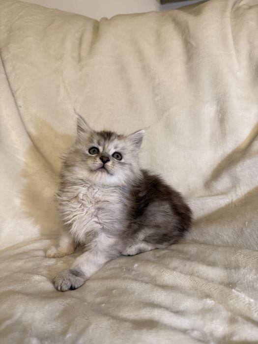 Kotka Maine Coon ns 11 shaded