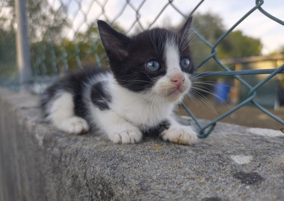 Gatos para adoção