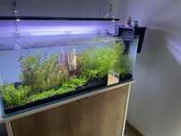 Plantas para Aquário completo