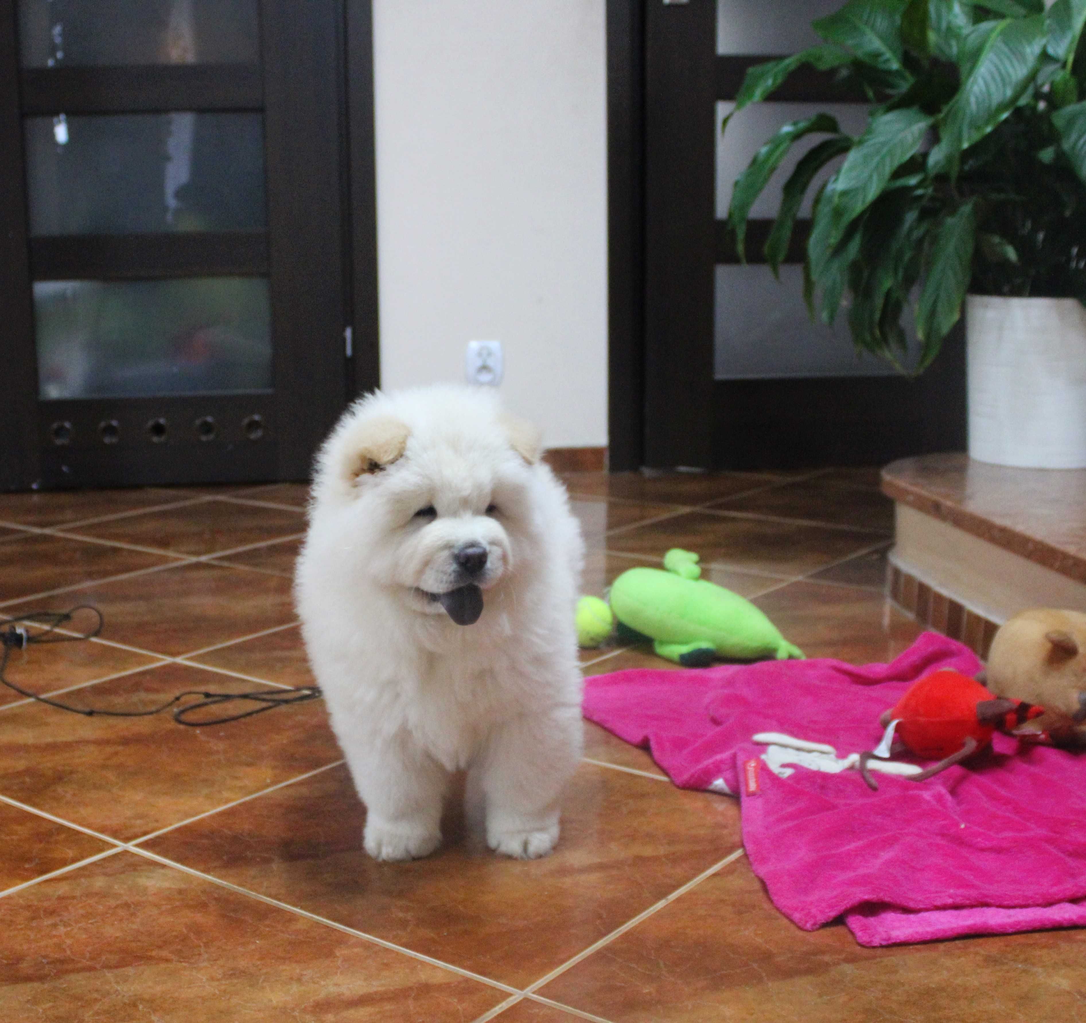 piesek chow chow gotowy do odbioru