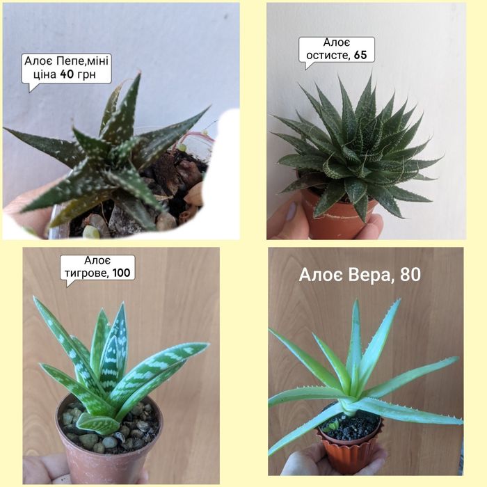 Сукуленти кімнатні