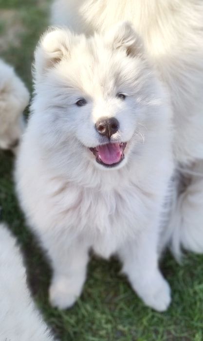 Samoyed samiec gotowy FCI ZKwP