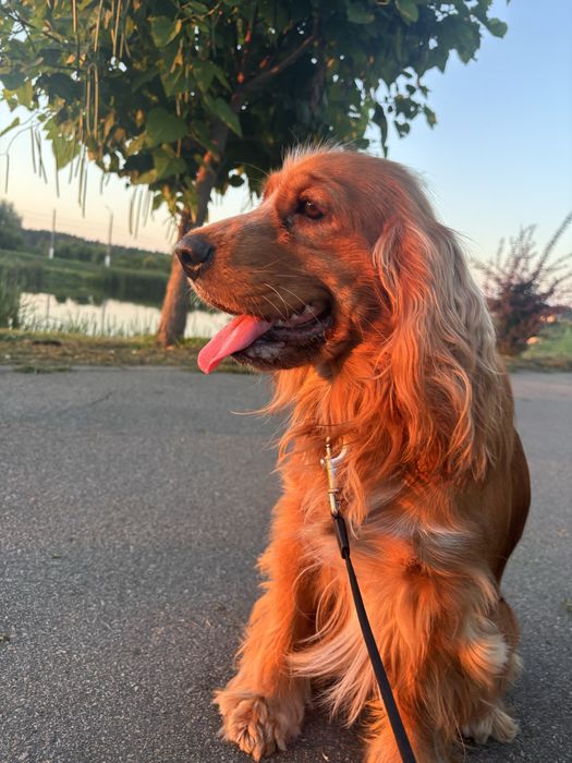 Кокер-спаніель пропонує послугИ в'язки!