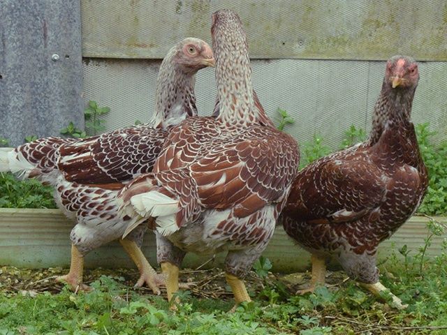 Інкубаційне яйце. Курчата. Корніш червоно-білий, білий.