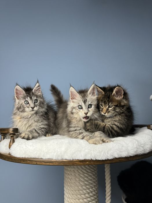 Котята мейн кун 1.5 месяца девочки меховая крупная линия