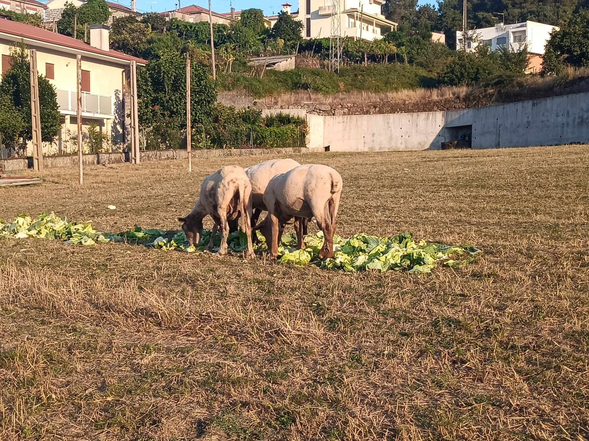 Vendo 2 fêmeas e 1 macho