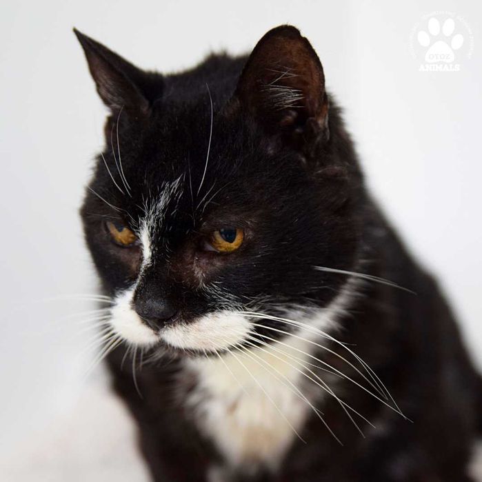 Spokojna kotka do adopcji! Poznajcie Azję!