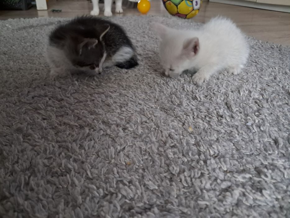 Dwumiesięczne kotki do oddania