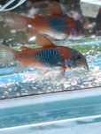 Kirysek  corydoras Orange Wenezuela