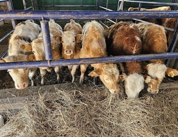 byczki byk odsadki mięsne Charolais Simentaler