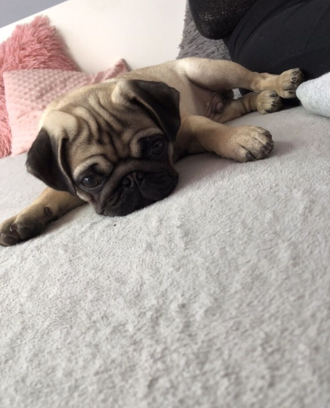 Mops szczenie  z rodowodem