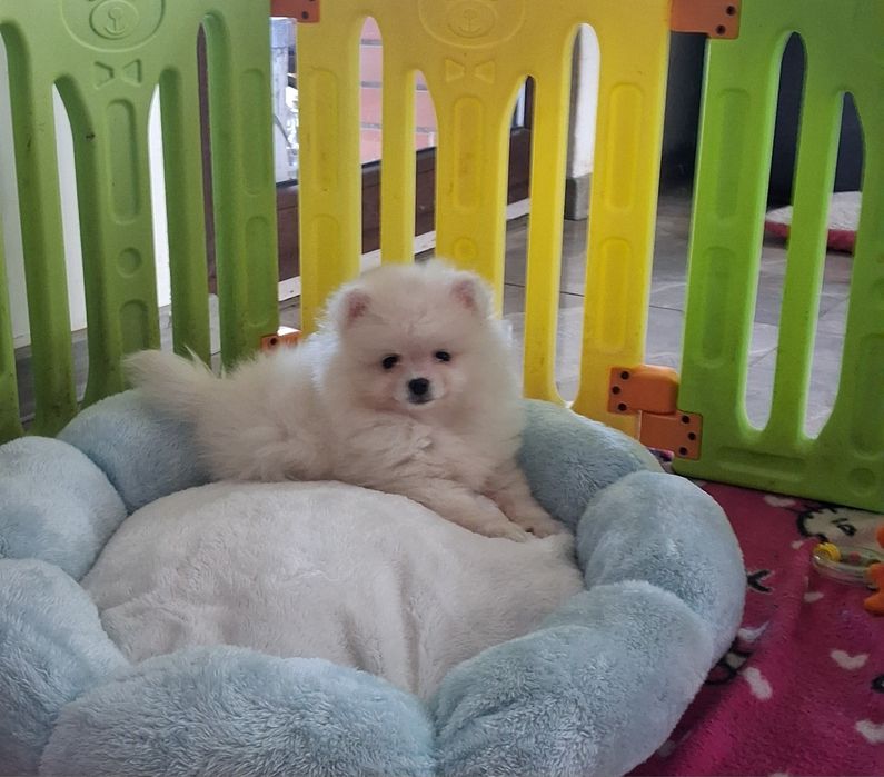 Chłopak pomeranian szpic miniaturowy