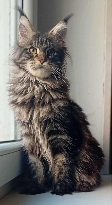 Koteczka Maine Coon z rodowodem